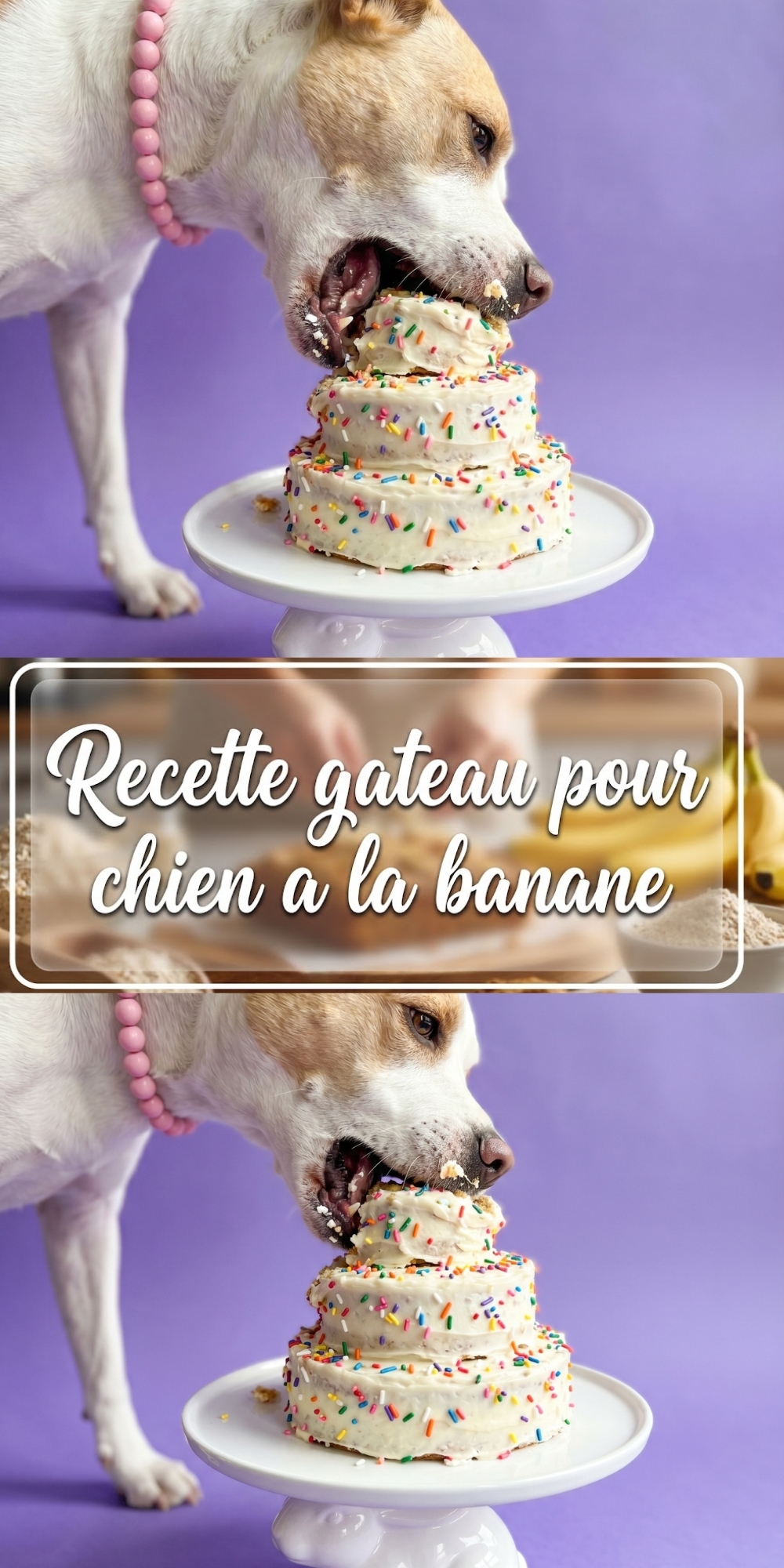 Montage photo montrant un chien mangeant un gâteau à étages et une main saupoudrant des vermicelles sur le glaçage.